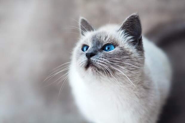 Топ-10 пород кошек с голубыми глазами