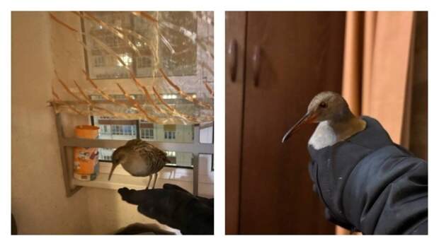 Водяной пастушок / Фото: