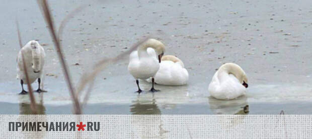 Минприроды призвало крымчан не спасать от мороза лебедей