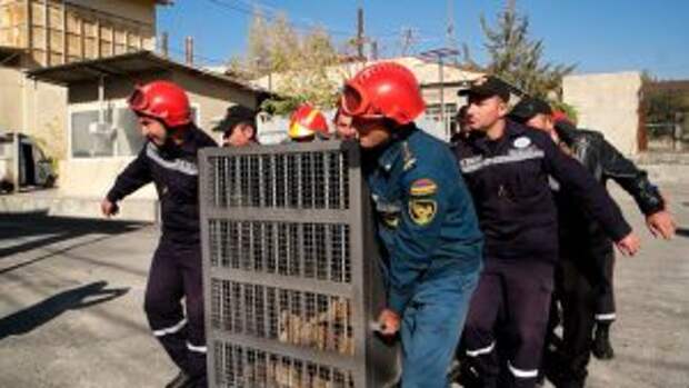 bears-saved-armenian-factory6