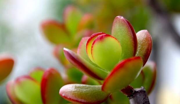 Зеленая бригада: 9 лучших растений для каждой комнаты (и еще три для балкона)