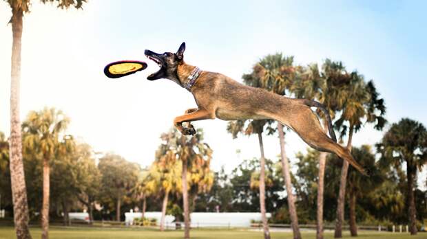 Кинолог рассказал кузбассовцам, какие игрушки собакам жизненно необходимы