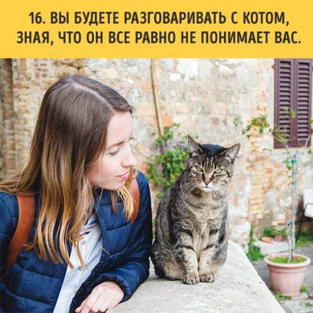 18 вещей, c которыми вы столкнетесь, когда заведете кошку коты, пушистики, факты