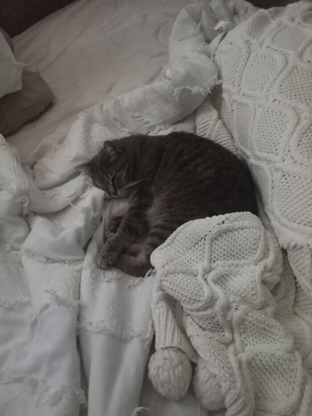Внезапные котейки, которые неожиданно заявились к людям