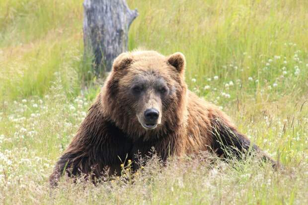 На Камчатке проснулся первый медведь