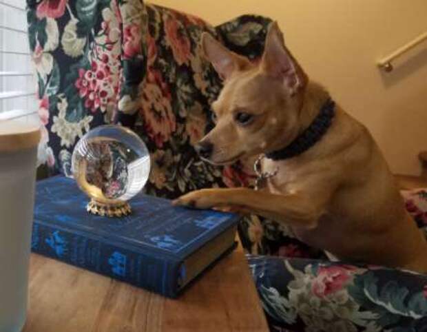пес и стеклянный шар