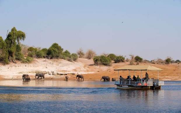 сафари chobe_river_elephants