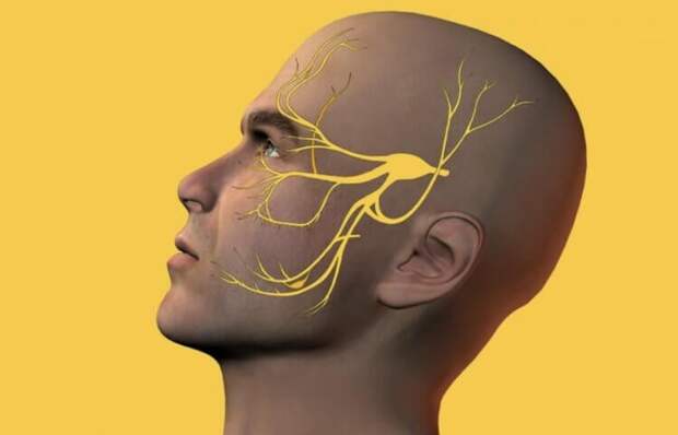 Почему люди чихают от яркого света. Ответвления тройничного нерва распространяются по всему лицу. Источник: startsmile.ru. Фото.