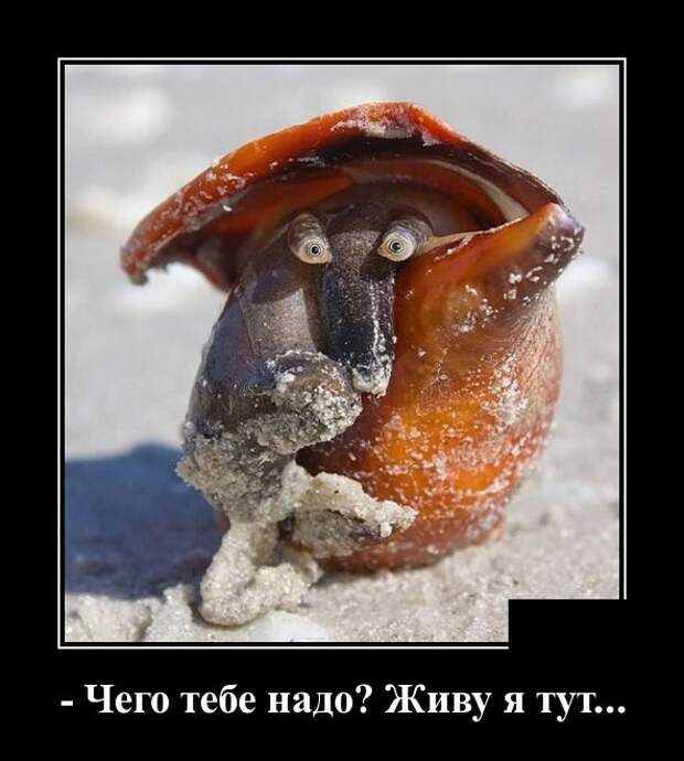 Демотиваторы (30 фото)