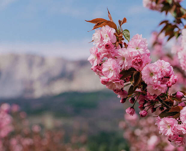 Чудо Ханами в Крыму: что ждёт гостей фестиваля «Цветущая сакура»