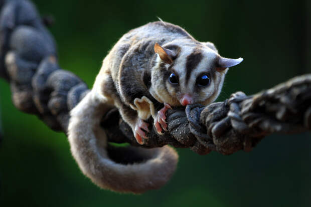 Мошенники в Таиланде начали наживаться на жалости россиян к сахарным поссумам