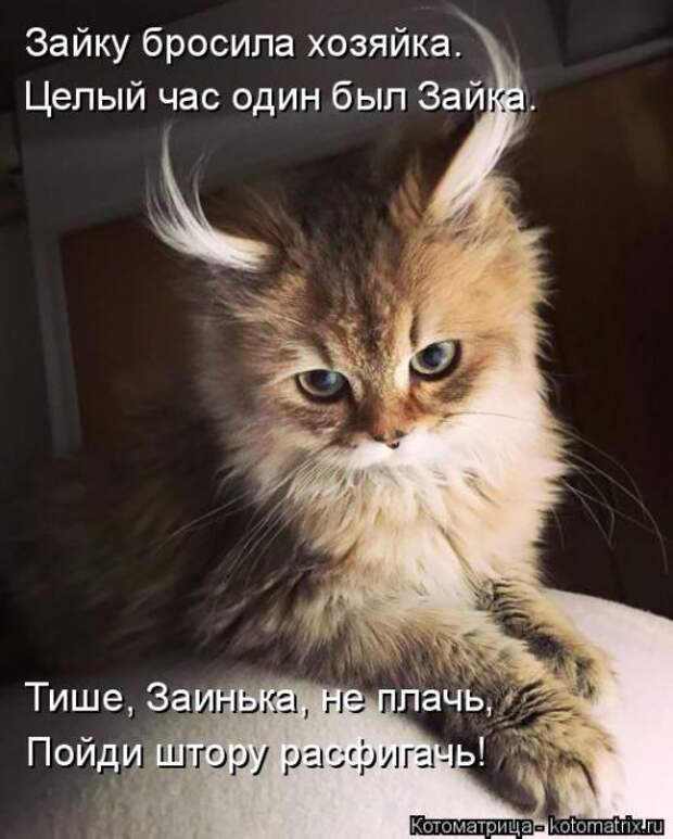 Лучшие котоматрицы недели (50 фото)