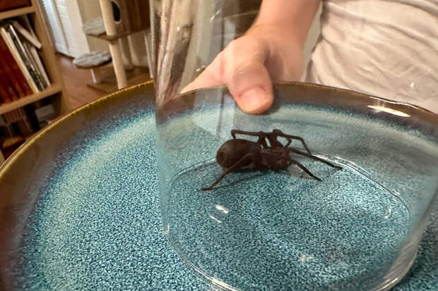 В США женщина нашла в чемодане случайно привезенного из Африки живого паука