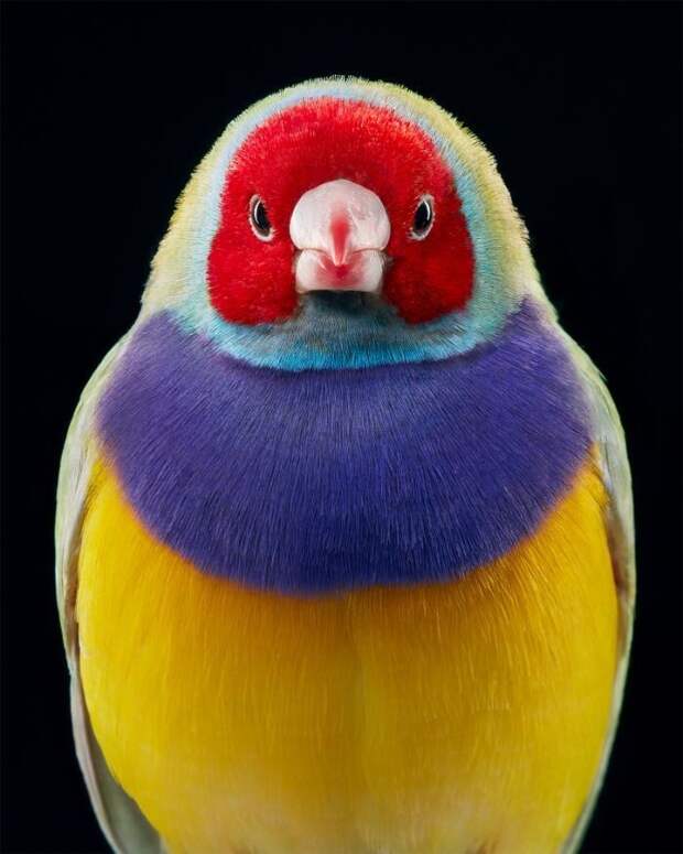 Фотография: 25 невероятно красивых портретов птиц №4 - BigPicture.ru
