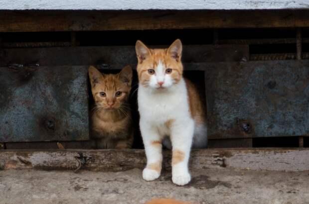 Помогите! Эти жизни на волоске! Сотрудники жилконторы выступают активно против кошек, они подговаривают жителей дома избавиться от животных...
