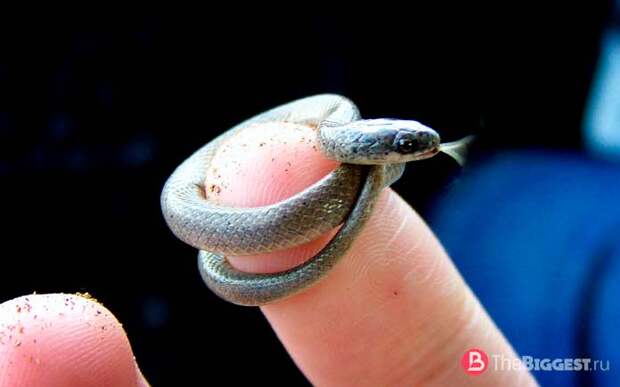 Самые маленькие змеи: Барбадоская узкоротая змея