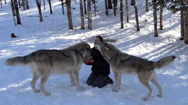Огромный волк подходит к ней в лесу. То, что он делает потом — поразительно!
