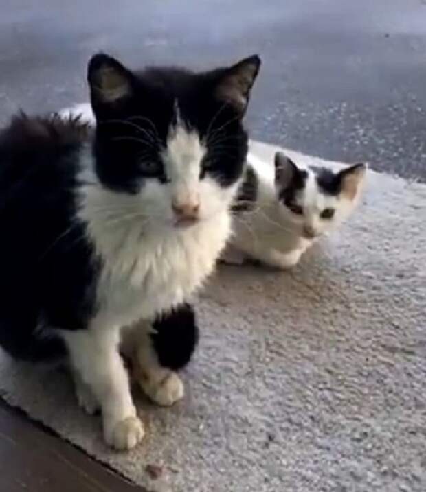 Кошка и малыш