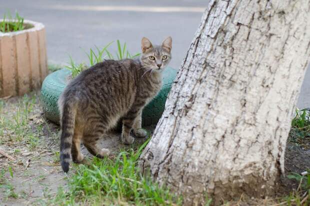 Кошка гуляет на улице