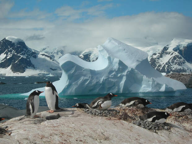 Puzzle-Piece-Closer-Gentoo-penguins-on-an-iceberg