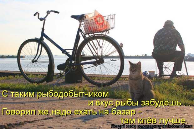 1474017315_kotomatricy-4
