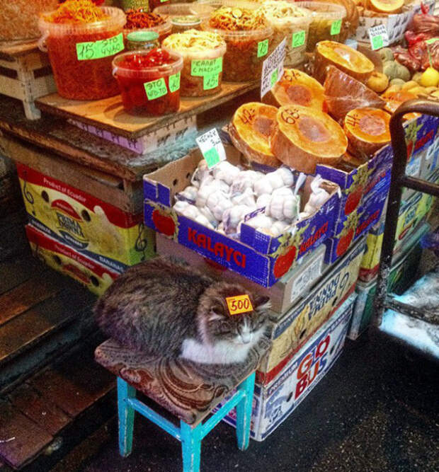 Тут все от тыквы до кота! Тут все от тыквы до кота!