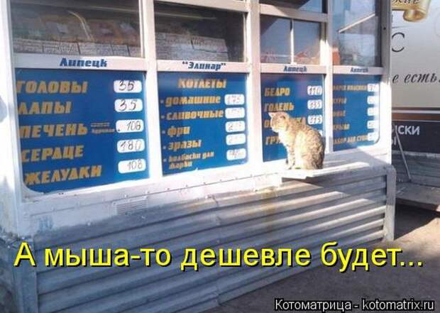 Забавные животные (50 фото)