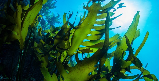 Водоросли для борьбы с коронавирусом нашли в Японском море