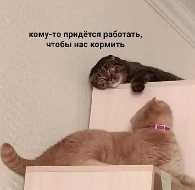Коты наконец-то смогут от нас отдохнуть Коты наконец-то смогут от нас отдохнуть