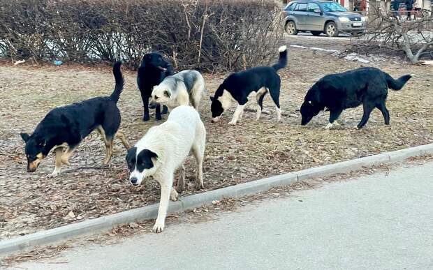 В Сараевском районе с 20 апреля пройдет отлов бродячих собак