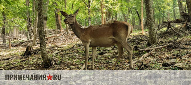 В Красную книгу Крыма добавили более 30 видов животных