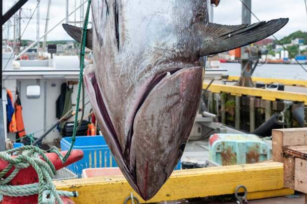 Рыбаки поймали рыбу рекордной величины