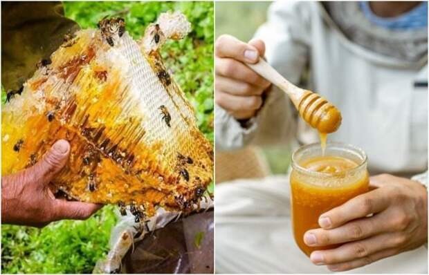 Как мёд превратили в оружие, и почему сегодня он такой дорогой