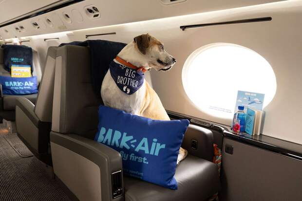 bark-air84-04112024-a402dede93cf4fe7905e2678e0db4979.jpg