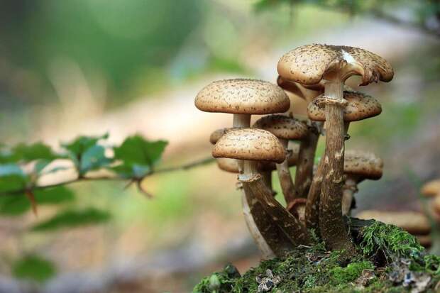 Специалист Рудаков: при сборе грибов важно ориентироваться на их запах