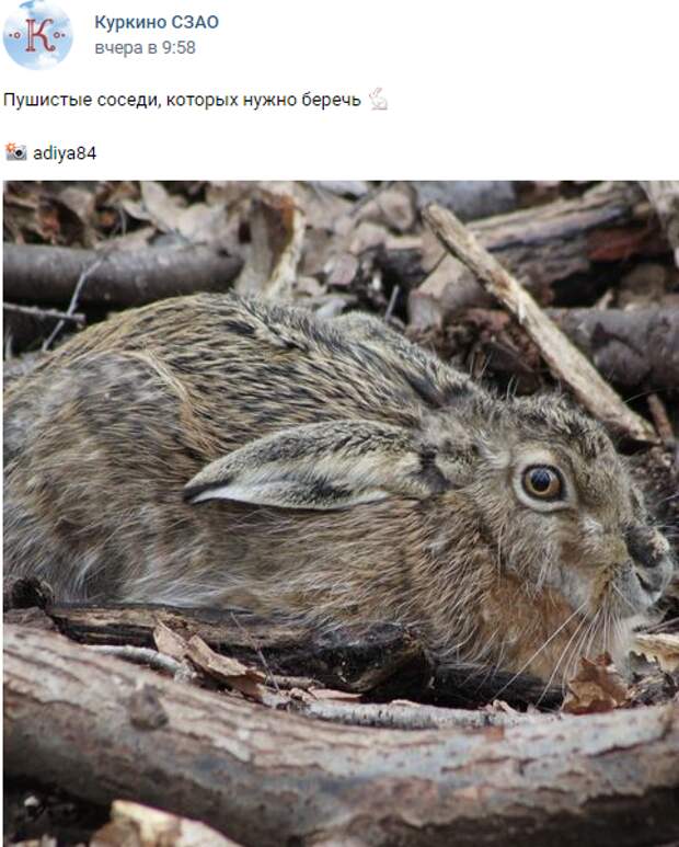 Фото дня: испуганный заяц