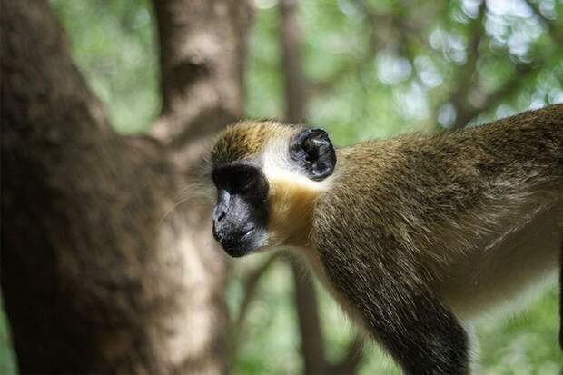 Эксперименты на обезьянах раскрыли эволюцию их «языка»