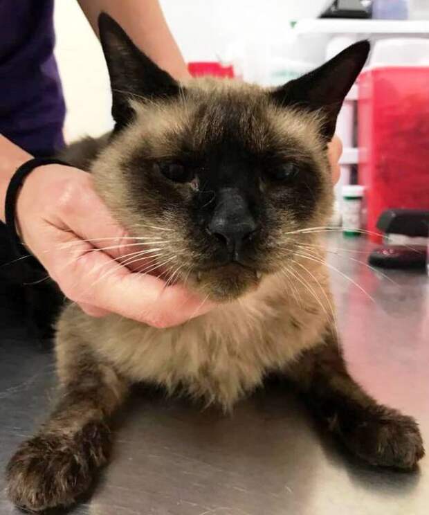 В Луизиане спасли кота, застрявшего на дереве в болоте