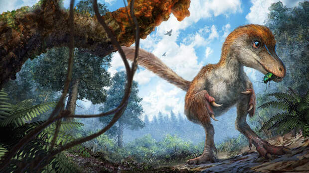 first-fluffy-dinosaur-tail-amber-lida-xing-10