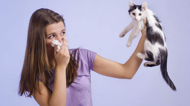 В России начались исследования вакцины от аллергии на кошек
