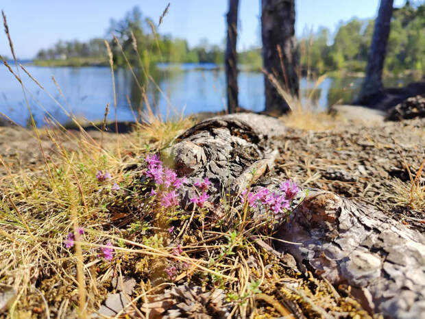 На кладбище в США нашли 5,5 млн диких пчёл