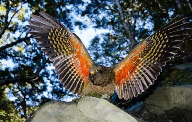 Удивительные попугаи КЕА мир животных, природа