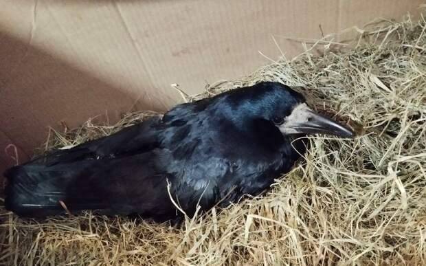 В Солотче неизвестные застрелили птицу из пневматического оружия