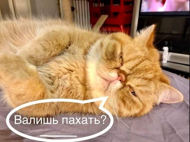 Как мы выходили с каникул на работу Как мы выходили с каникул на работу