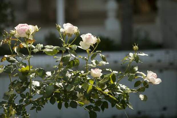 Почерневшие розы после морозов: как спасти кусты еще до весны