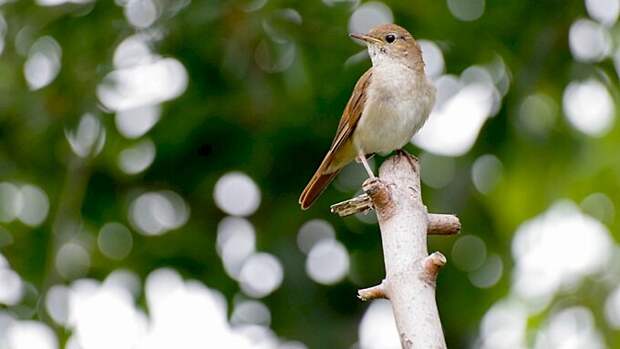 Соловей / Фото: wal_172619 с сайта Pixabay