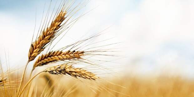 Турция ввела пошлины в 130% для кукурузы и пшеницы из России‍