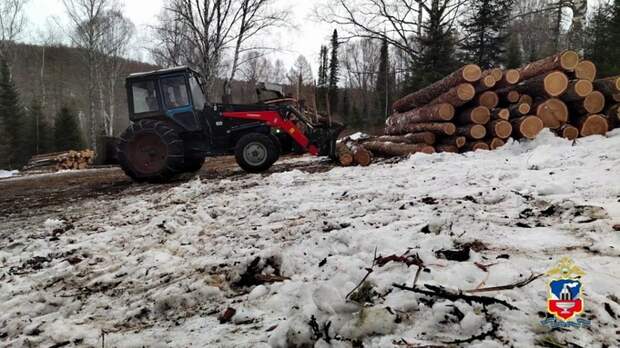 В Алтайском крае "черные лесорубы" нарубили ценного леса на 17 млн рублей