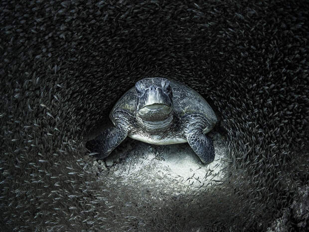 Лучшие фотографии из жизни океанов Ocean Photographer of the Year 2021