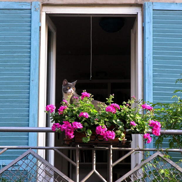 flowers-on-balcony-railing3-1.jpg